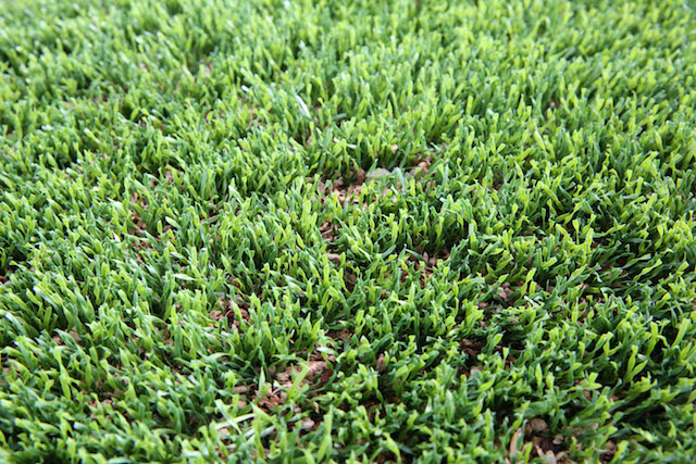 GeoPlus infill installed on Matrix Turf with Helix field at Jourdanton ISD in Jourdanton, TX.